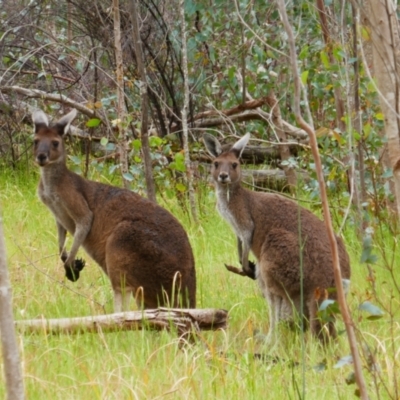 Macropus fuliginosus (Western grey kangaroo) at Walyunga National Park - 19 Oct 2022 by MB