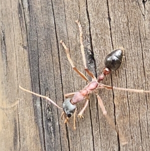 Myrmecia nigriceps at SCR380 at Windellama - 5 Feb 2024