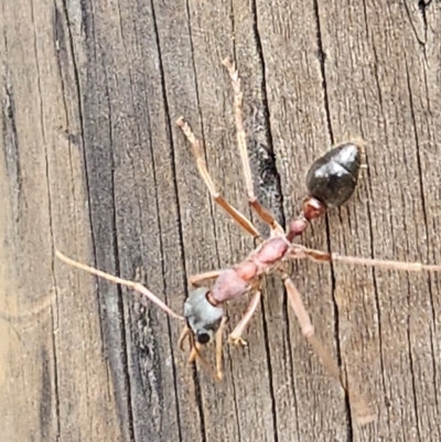 Myrmecia nigriceps (Black-headed bull ant) at Windellama, NSW - 5 Feb 2024 by peterchandler