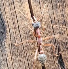 Myrmecia nigriceps at SCR380 at Windellama - suppressed