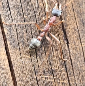 Myrmecia nigriceps at SCR380 at Windellama - suppressed