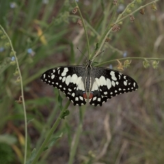 Papilio demoleus (Chequered Swallowtail) at Lyons, ACT - 19 Dec 2016 by ran452