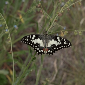 Papilio demoleus at Lyons, ACT - 19 Dec 2016 09:06 AM