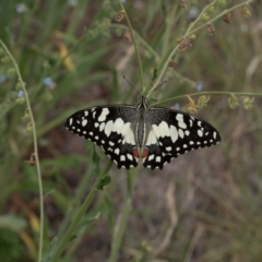 Papilio demoleus (Chequered Swallowtail) at Lyons, ACT - 18 Dec 2016 by ran452