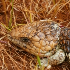 Tiliqua rugosa rugosa (Bobtail) at Walyunga National Park - 20 Oct 2022 by MB