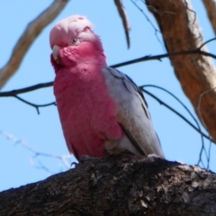 Eolophus roseicapilla at Toodyay, WA - 26 Oct 2023 10:20 AM