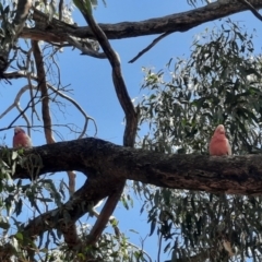 Eolophus roseicapilla at Toodyay, WA - 26 Oct 2023 10:20 AM