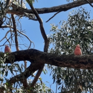 Eolophus roseicapilla at Toodyay, WA - 26 Oct 2023 10:20 AM