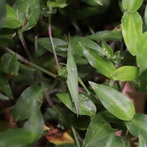 Atractomorpha similis at Capalaba, QLD - 4 Feb 2024