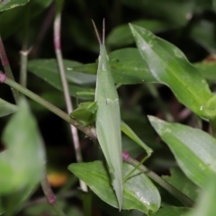 Atractomorpha similis at Capalaba, QLD - 4 Feb 2024