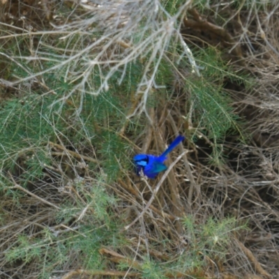 Malurus splendens (Splendid Fairywren) at Joondalup, WA - 31 Oct 2022 by MB