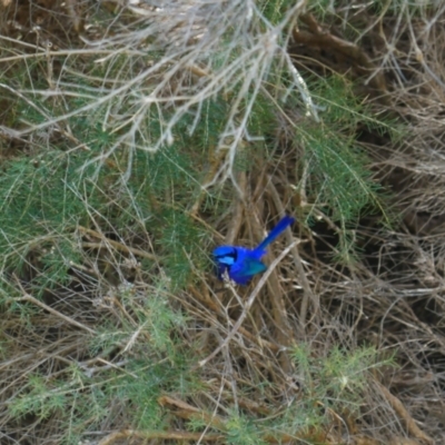 Malurus splendens (Splendid Fairywren) at Joondalup, WA - 30 Oct 2022 by MB