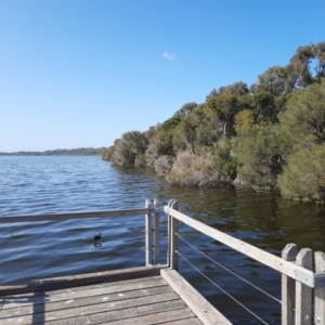 Malurus splendens at Joondalup, WA - 31 Oct 2022