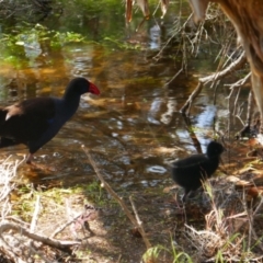 Porphyrio melanotus (Australasian Swamphen) at Joondalup, WA - 31 Oct 2022 by MB