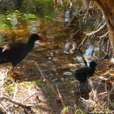 Porphyrio melanotus (Australasian Swamphen) at Joondalup, WA - 31 Oct 2022 by MB