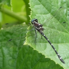 Eusynthemis sp. (genus) (Tigertail) at Mongarlowe River - 30 Jan 2024 by arjay