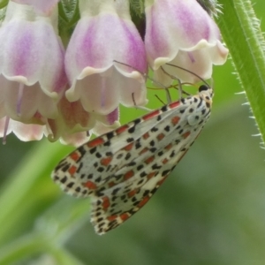 Utetheisa pulchelloides at QPRC LGA - suppressed