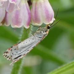 Utetheisa pulchelloides at QPRC LGA - 30 Jan 2024