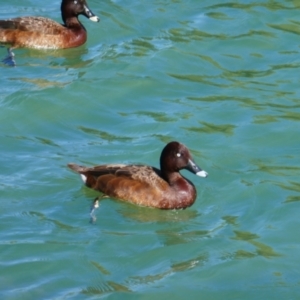 Aythya australis at East Perth, WA - 15 Oct 2022