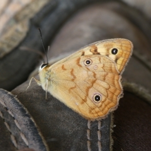 Heteronympha paradelpha at QPRC LGA - 30 Jan 2024