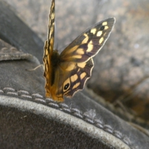 Heteronympha paradelpha at QPRC LGA - 30 Jan 2024