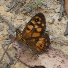 Geitoneura klugii (Marbled Xenica) at Mongarlowe River - 29 Jan 2024 by arjay