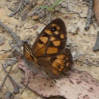 Geitoneura klugii (Marbled Xenica) at Charleys Forest, NSW - 29 Jan 2024 by arjay