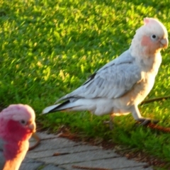 Eolophus roseicapilla x Cacatua sanguinea (Hybrid) (Galah x Little Corella (hybrid)) at Middleton Beach, WA - 28 Apr 2018 by MB