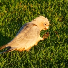 Eolophus roseicapilla x Cacatua sanguinea (Hybrid) at Middleton Beach, WA - 29 Apr 2018 07:04 AM