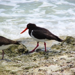 Haematopus longirostris at Boranup, WA - 13 Dec 2015