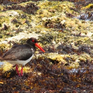 Haematopus longirostris at Redgate, WA - 12 Dec 2015