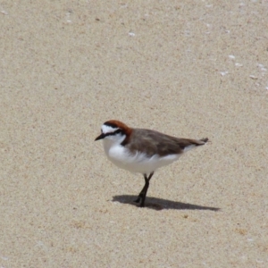 Anarhynchus ruficapillus at Redgate, WA - 12 Dec 2015 11:01 AM