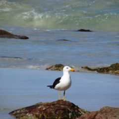 Larus pacificus (Pacific Gull) at Yebble, WA - 11 Dec 2015 by MB