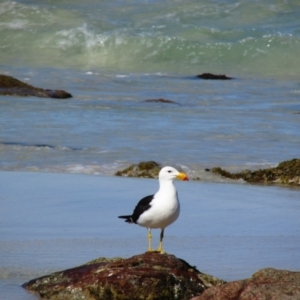 Larus pacificus at Yebble, WA - 11 Dec 2015 08:38 AM