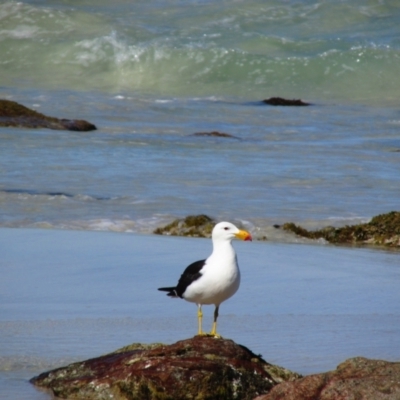 Larus pacificus (Pacific Gull) at Yebble, WA - 11 Dec 2015 by MB