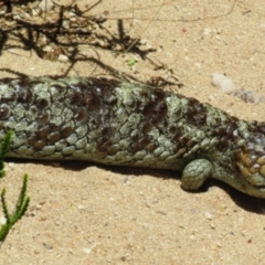 Tiliqua rugosa at Leeuwin-Naturaliste National Park - 10 Dec 2015 by MB