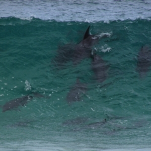 Tursiops truncatus at Yallingup, WA - 9 Dec 2015 10:01 AM