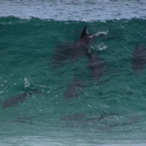 Tursiops truncatus at Yallingup, WA - 9 Dec 2015