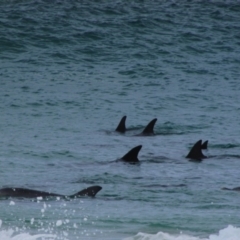 Tursiops truncatus at Yallingup, WA - 9 Dec 2015