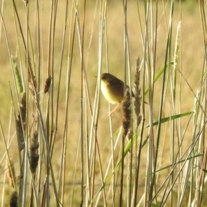 Cisticola exilis at Wingecarribee Local Government Area - 2 Feb 2024 07:19 PM