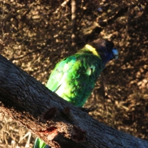 Barnardius zonarius at Yallingup, WA - 9 Dec 2015 05:38 AM