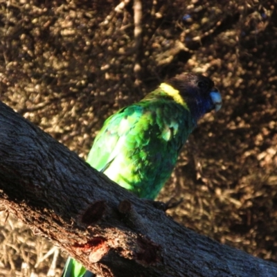 Barnardius zonarius (Australian Ringneck) at Yallingup, WA - 9 Dec 2015 by MB