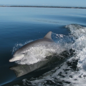 Tursiops truncatus at Falcon, WA - 26 Jul 2012