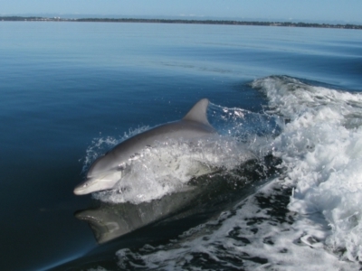 Tursiops truncatus (Bottlenose Dolphin) at Falcon, WA - 26 Jul 2012 by MB