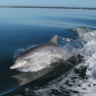 Tursiops truncatus (Bottlenose Dolphin) at Falcon, WA - 26 Jul 2012 by MB