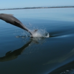 Tursiops truncatus at Falcon, WA - 26 Jul 2012 10:15 AM