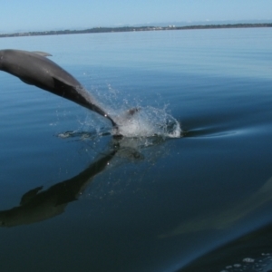 Tursiops truncatus at Falcon, WA - 26 Jul 2012