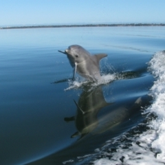 Tursiops truncatus at Falcon, WA - 26 Jul 2012 10:15 AM
