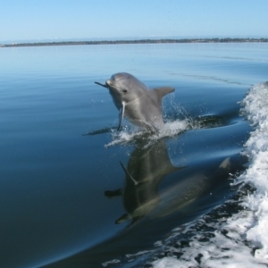 Tursiops truncatus at Falcon, WA - 26 Jul 2012