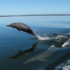 Tursiops truncatus at Falcon, WA - 26 Jul 2012